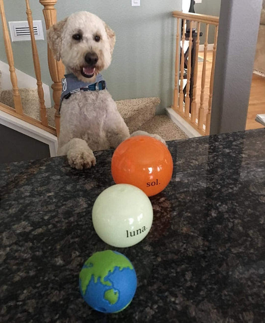 Best Interactive Dog Treat Ball for Smart & Happy Dogs