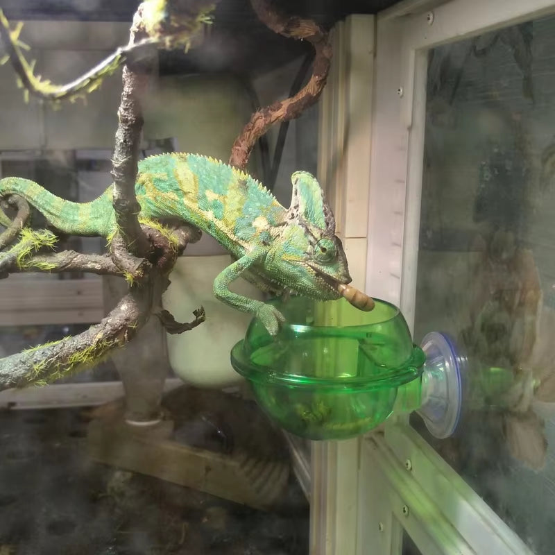 Reptile Feeder Chameleon Feeding Food Bowl Water Dish Suction Cup for Gecko Lizard Bearded Ledge Supplies Pets Accessories