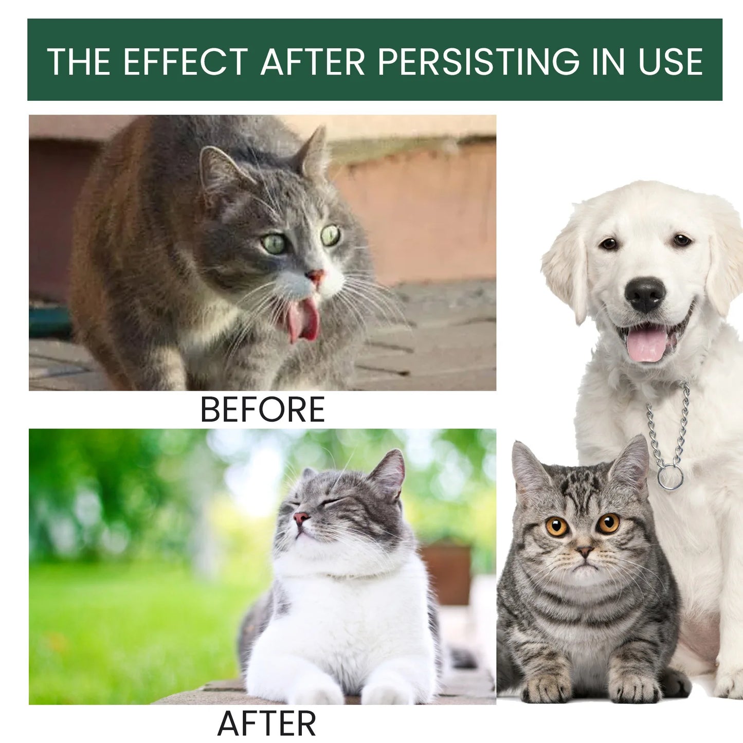 Dog Probiotics Drop Digestive Health Support Improve Gastrointestinal Vomiting Stomach Protect Pet Health Nutrition Supplement