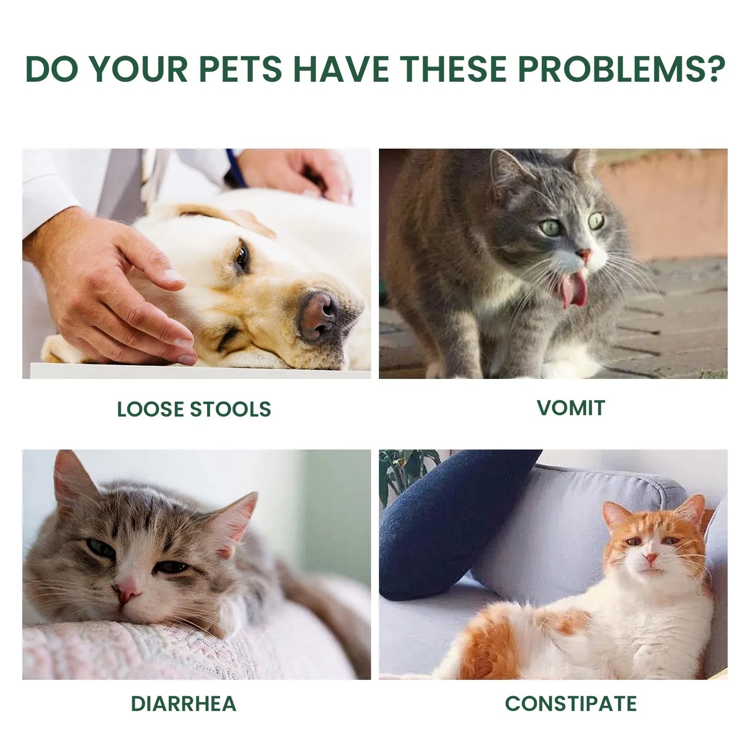 Dog Probiotics Drop Digestive Health Support Improve Gastrointestinal Vomiting Stomach Protect Pet Health Nutrition Supplement