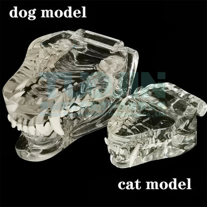 Dental Dog Cat Rabbit Clear Teeth Skull Model Canine Animals Oral Tooth Jaw Anatomical for Veterinary Education Demo Decoration