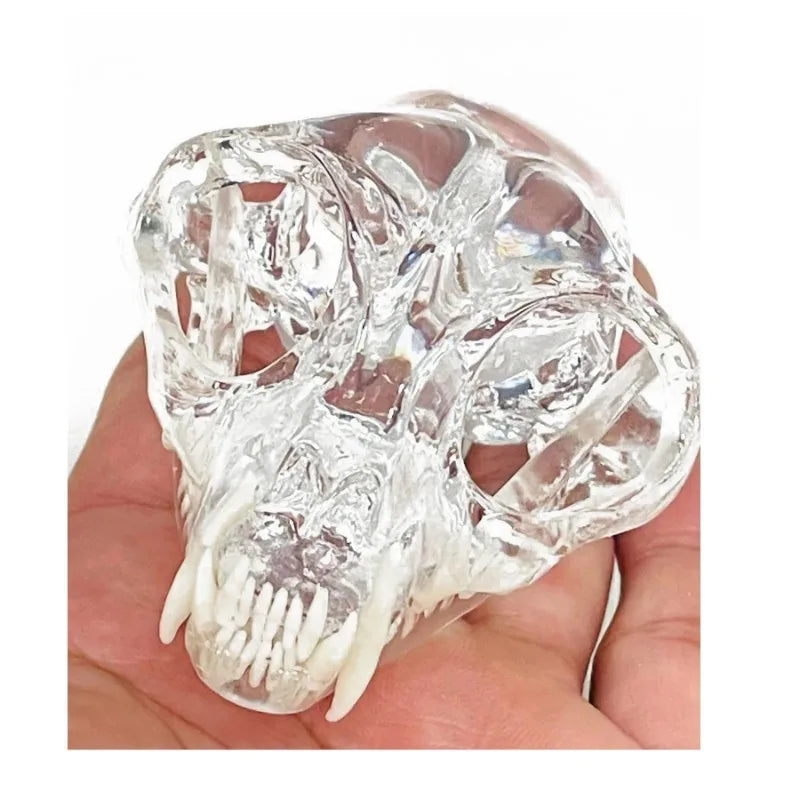 Anatomy Dental Dog Cat Rabbit Clear Teeth Skull Model Canine Animals Oral Tooth Jaw Anatomical for Veterinary Education