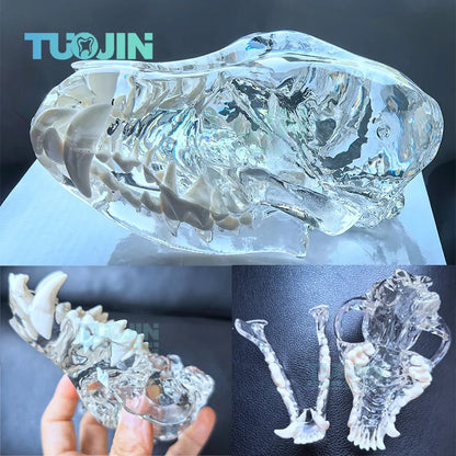 Dental Dog Cat Rabbit Clear Teeth Skull Model Canine Animals Oral Tooth Jaw Anatomical for Veterinary Education Demo Decoration