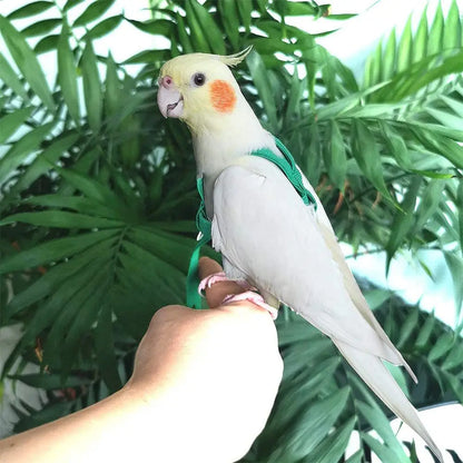 Training Flying Traction Rope Anti-Bite Training Rope Bird Leash Parrot Flying Rope Parrot Harness Bird Harness Leash