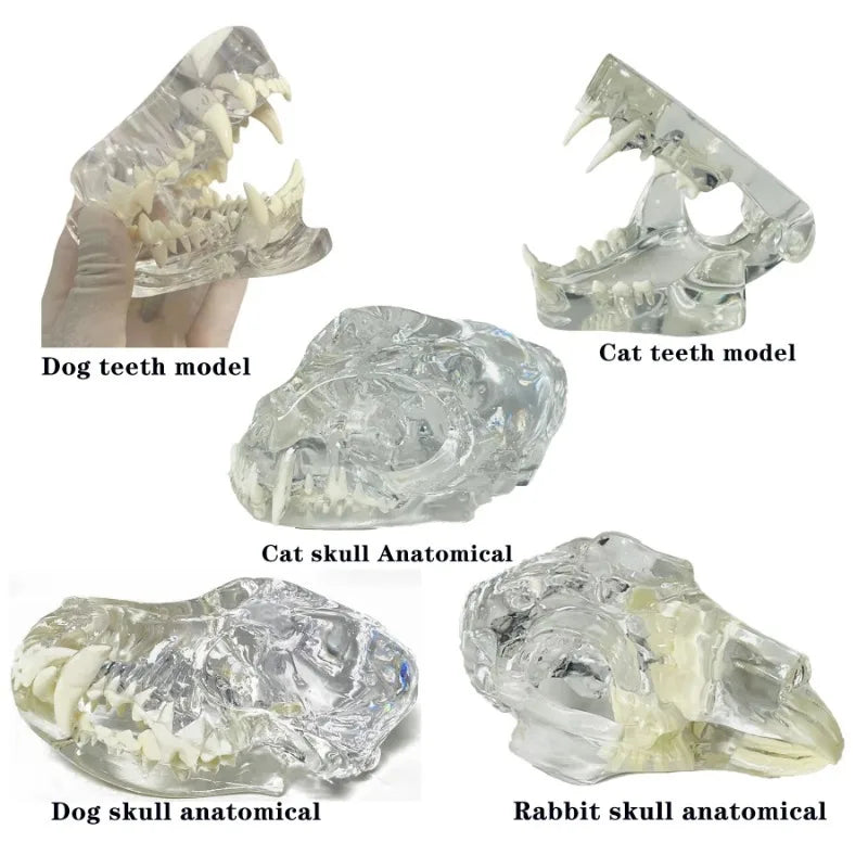 Anatomy Dental Dog Cat Rabbit Clear Teeth Skull Model Canine Animals Oral Tooth Jaw Anatomical for Veterinary Education
