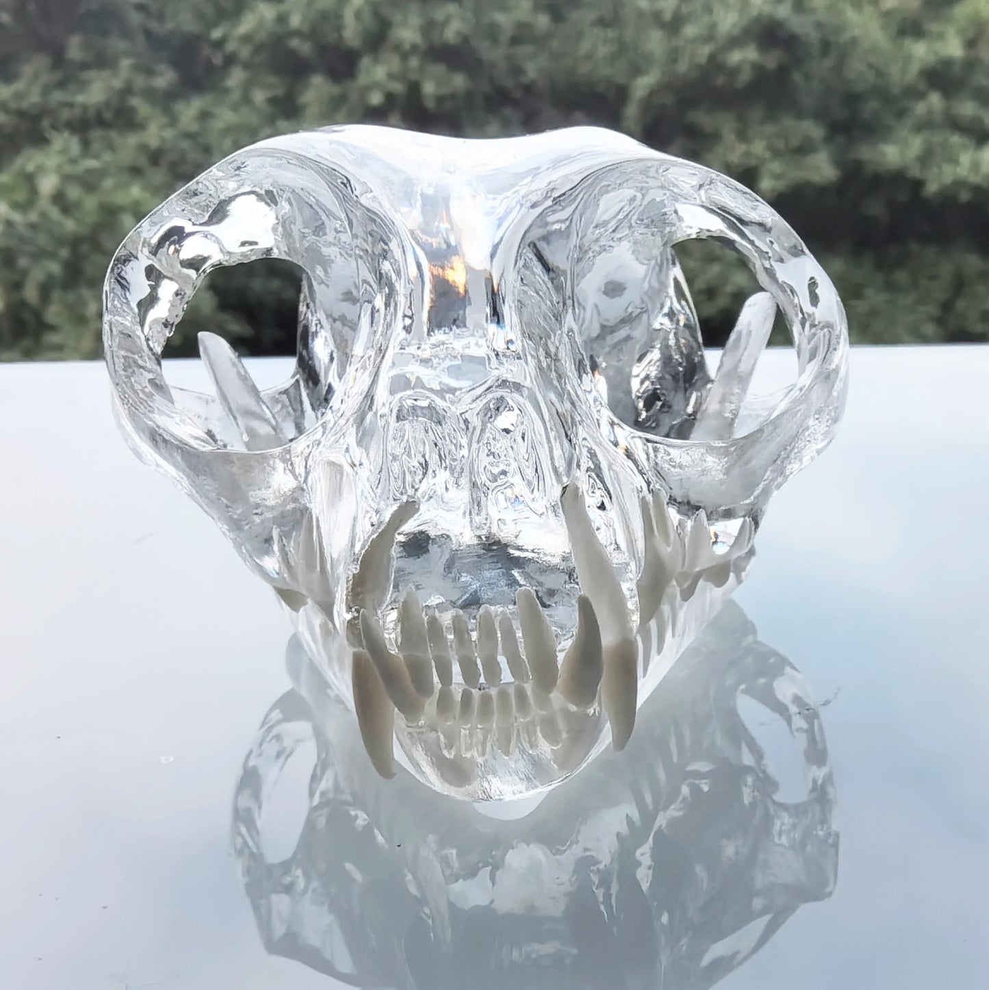 Dental Dog Cat Rabbit Clear Teeth Skull Model Canine Animals Oral Tooth Jaw Anatomical for Veterinary Education Demo Decoration