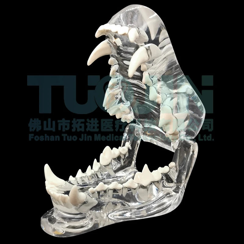 Dental Dog Cat Rabbit Clear Teeth Skull Model Canine Animals Oral Tooth Jaw Anatomical for Veterinary Education Demo Decoration