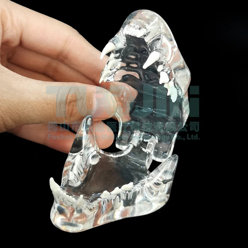 Dental Dog Cat Rabbit Clear Teeth Skull Model Canine Animals Oral Tooth Jaw Anatomical for Veterinary Education Demo Decoration