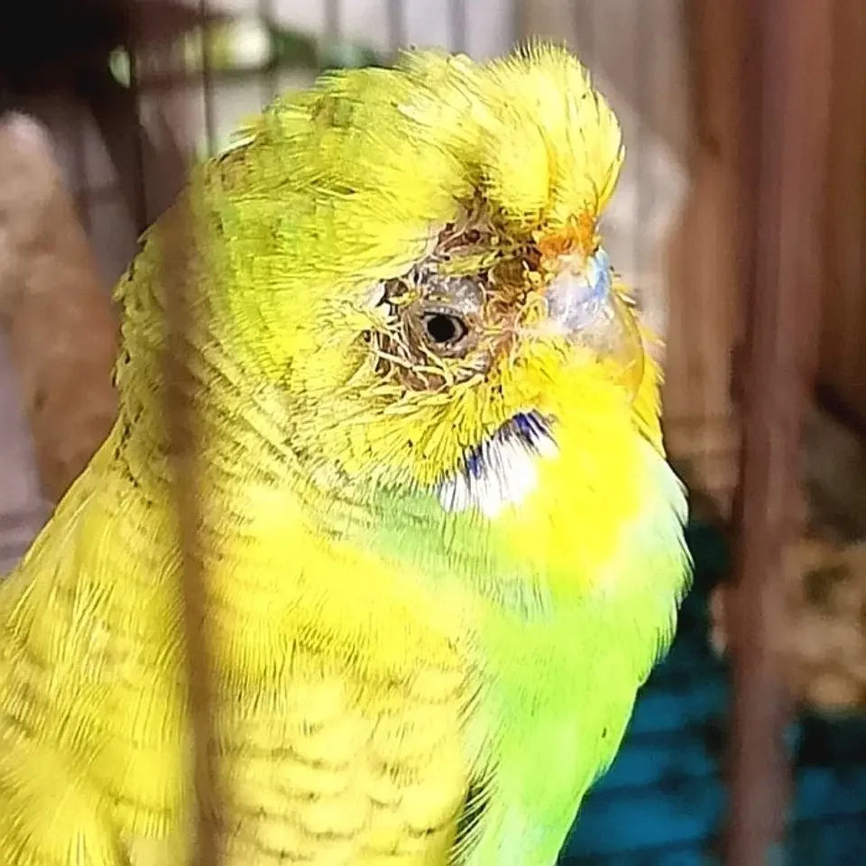 Bird with feather auxin, bird moulting, pecking, broken feather, bird without feathers, jade bird, thrush, parrot