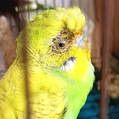 Bird with feather auxin, bird moulting, pecking, broken feather, bird without feathers, jade bird, thrush, parrot