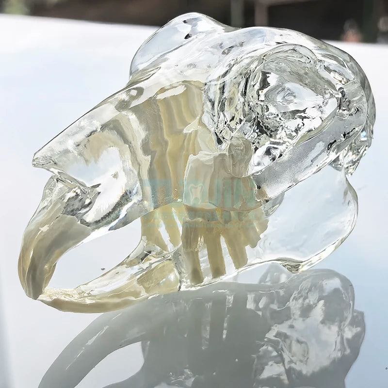 Dental Dog Cat Rabbit Clear Teeth Skull Model Canine Animals Oral Tooth Jaw Anatomical for Veterinary Education Demo Decoration