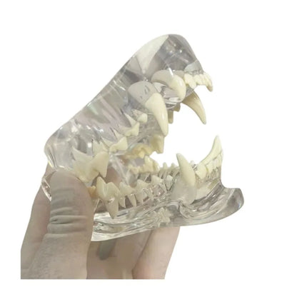 Anatomy Dental Dog Cat Rabbit Clear Teeth Skull Model Canine Animals Oral Tooth Jaw Anatomical for Veterinary Education