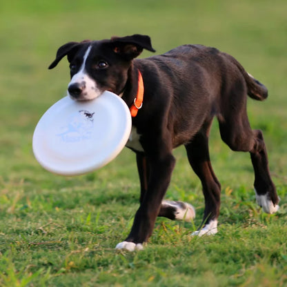 Dog Training Disc - Durable Pet for Puppy & Adult Dog Training, Lightweight Easy-Catch Dog Training Toy, Essential Pet Supplies