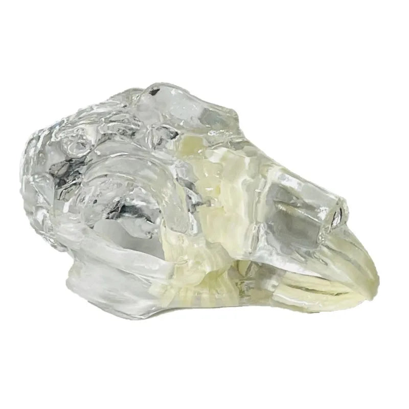 Anatomy Dental Dog Cat Rabbit Clear Teeth Skull Model Canine Animals Oral Tooth Jaw Anatomical for Veterinary Education