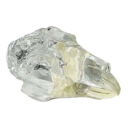 Anatomy Dental Dog Cat Rabbit Clear Teeth Skull Model Canine Animals Oral Tooth Jaw Anatomical for Veterinary Education