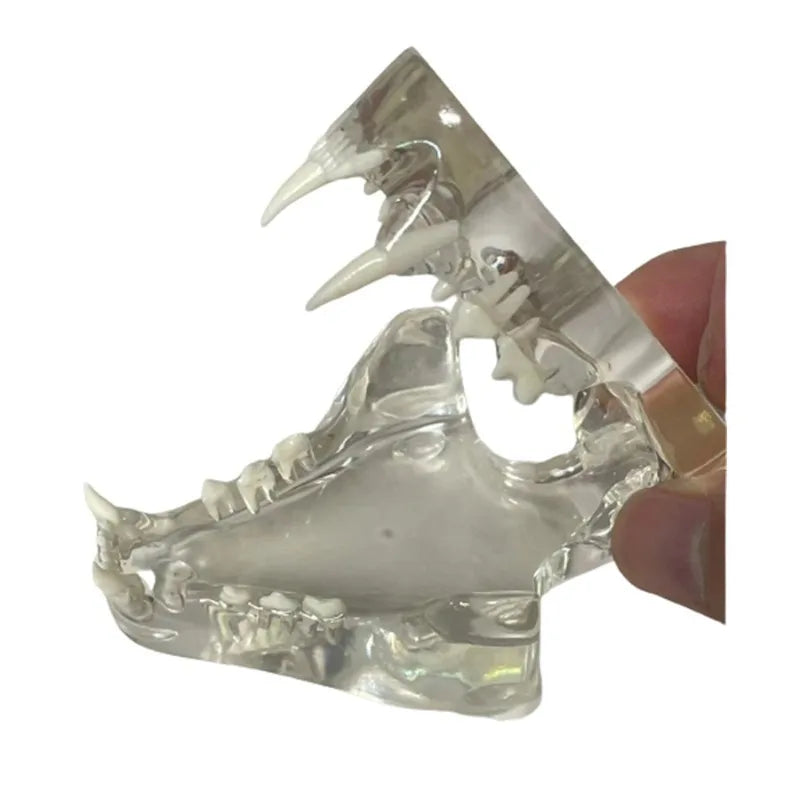 Anatomy Dental Dog Cat Rabbit Clear Teeth Skull Model Canine Animals Oral Tooth Jaw Anatomical for Veterinary Education