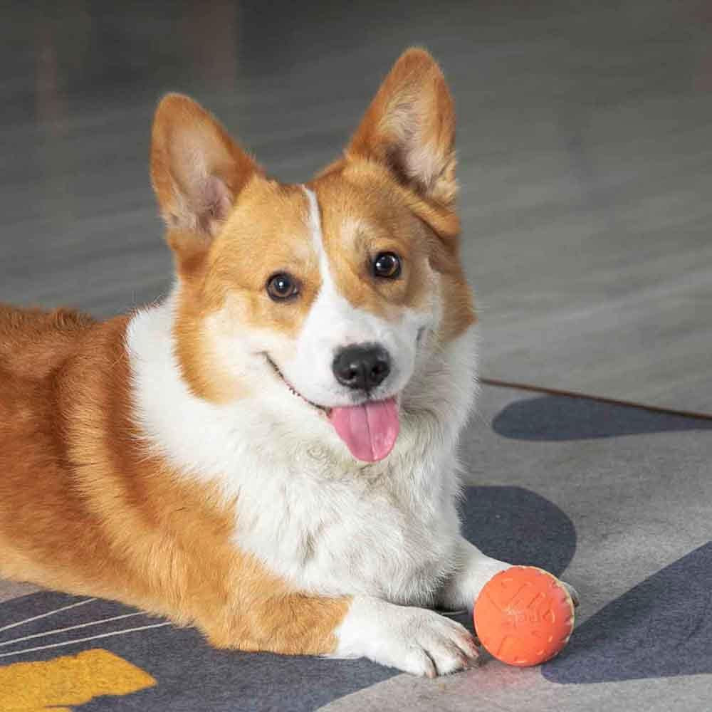 Dog Ball Toys for Dogs up to 35 Lbs 2.5 Inch Dog Ball Toy Floats on Water Bouncy Durable Rubber Ball