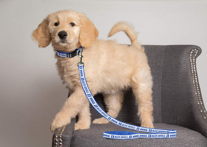NCAA PET String, Large, Duke Blue Devils, Dog String, Shiny & Colorful String for Dogs & Cats Licensed by the NCAA, Old Version
