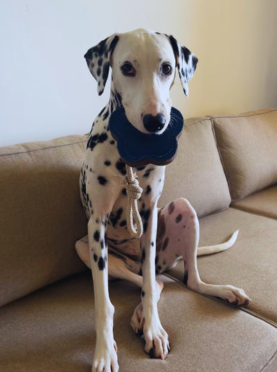 Flower Suede and Rope Chew Toy for Dogs, Blue Floral, 1-Piece